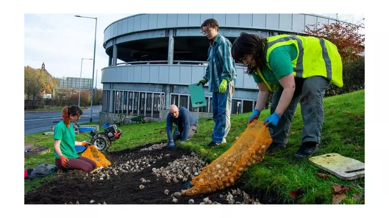 14,000 Spring Bulbs Planted in Stockport to Boost Town Centre Biodiversity