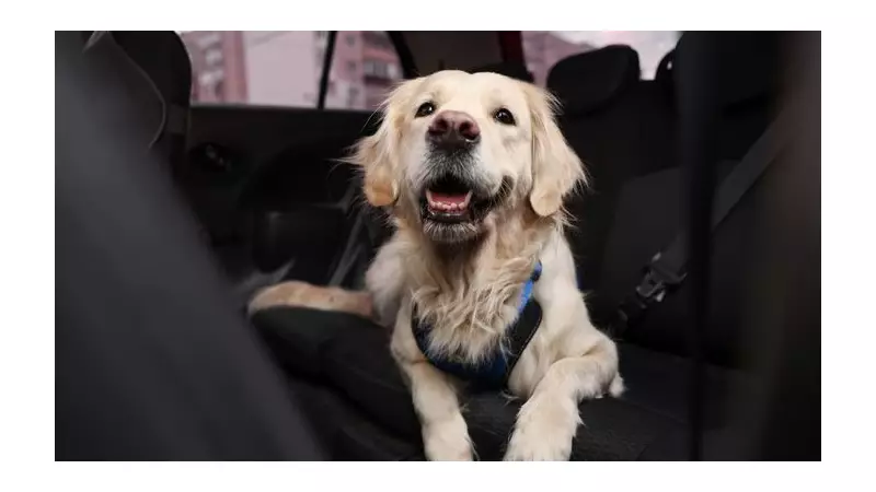 3 Cheap Ways to Remove Dog Hair from Your Car Using Household Items