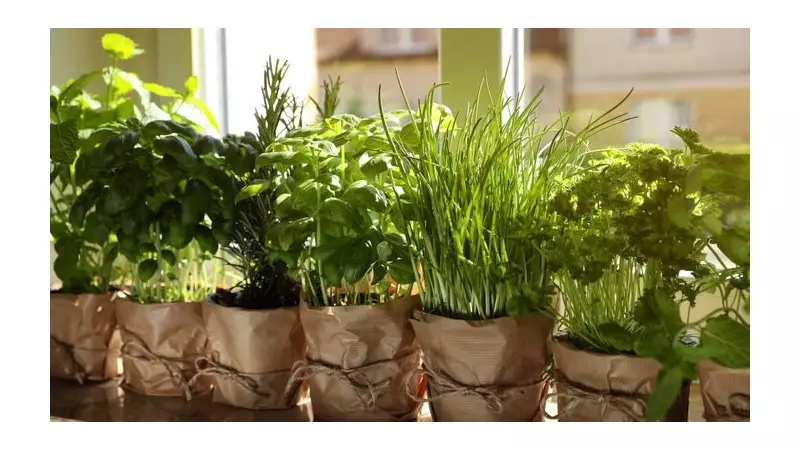 6 Best Herbs to Grow on Your Windowsill for Year-Round Flavour