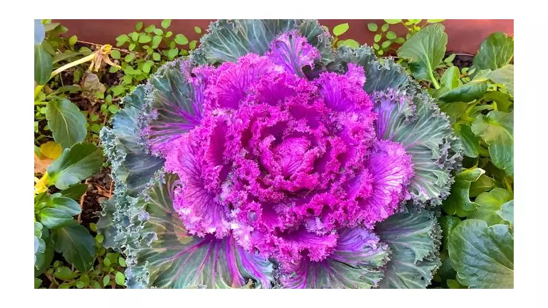 Alan Titchmarsh's Garden Ban: Purple Ornamental Kale is a 'Weirdo'