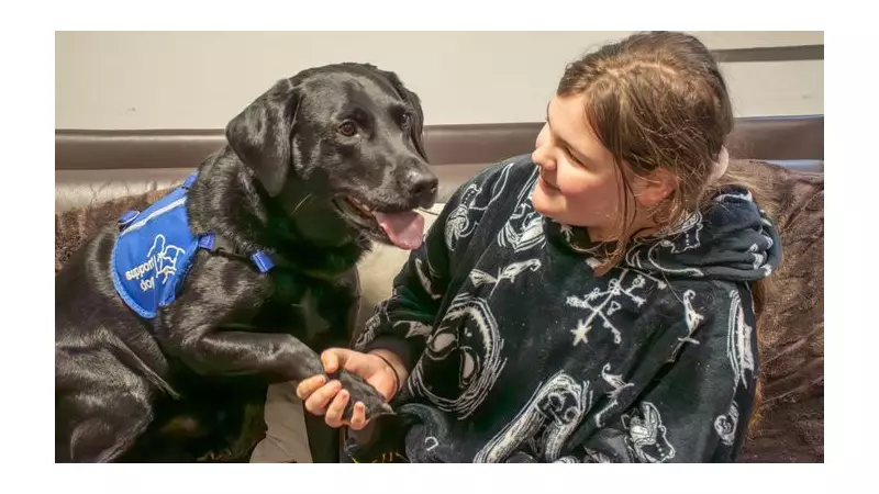 Autism Assistance Dog Ivanhoe Transforms Sheffield Girl's Life, Wins Award