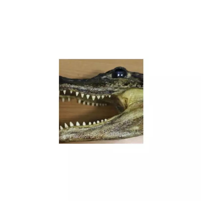 Birmingham dad's eBay alligator head smuggling plot foiled at airport