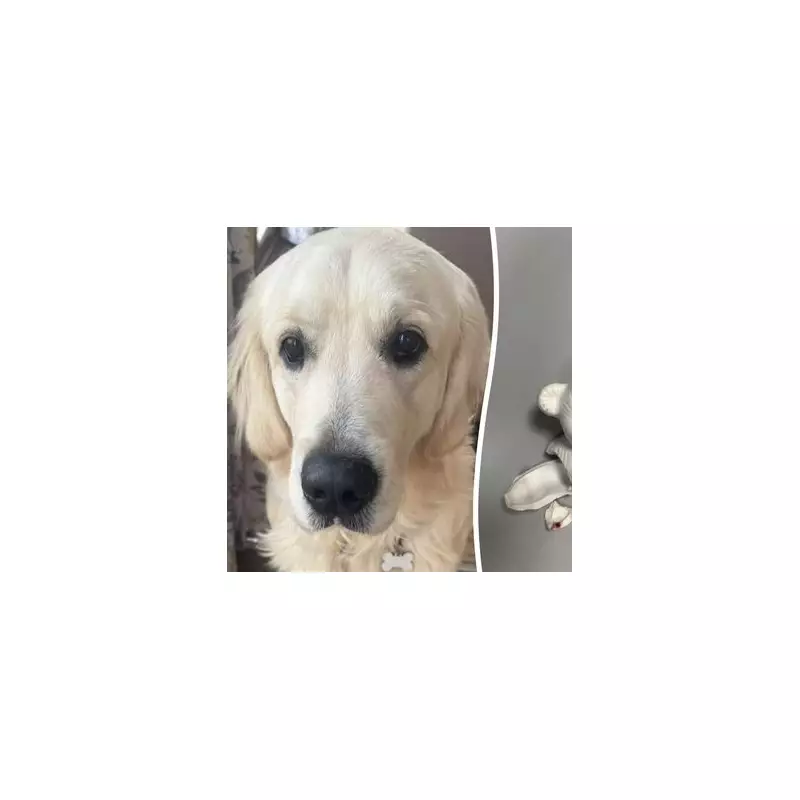 Birmingham Dog Milo Survives After Swallowing Ceramic Christmas Decoration