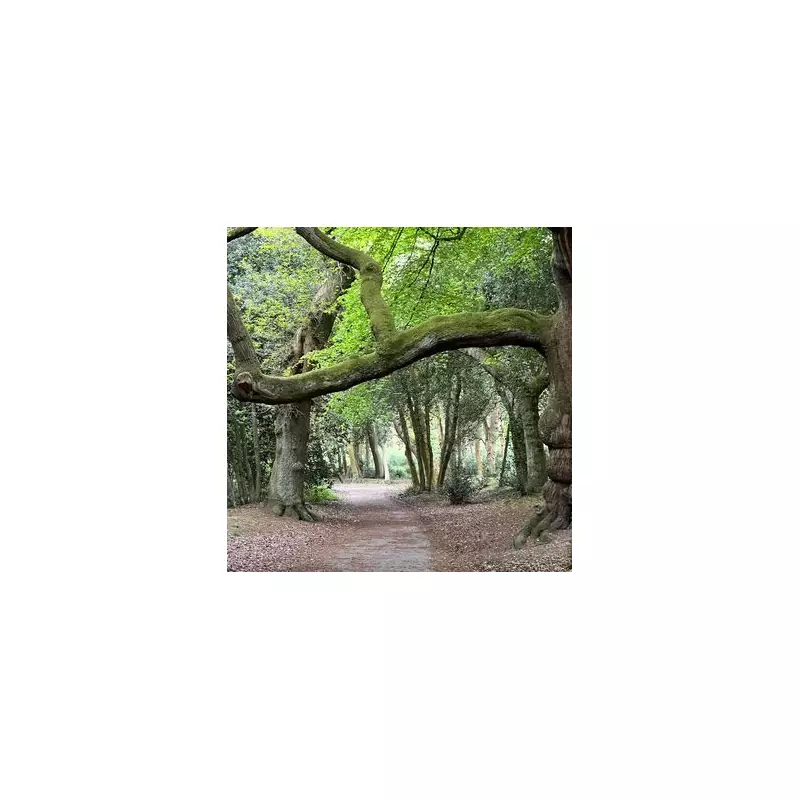 Birmingham's Final Sunday of 2025: Mild but Damp with 11C High