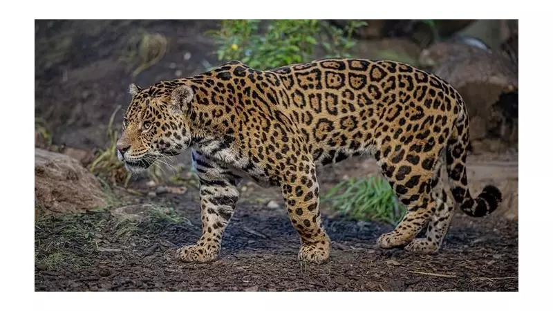 Chester Zoo Welcomes Jaguar Duo to Pioneering Retirement Habitat