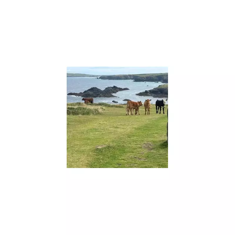 Cornwall farmer fined £12k after cows attack dog walker, 75, on coastal path