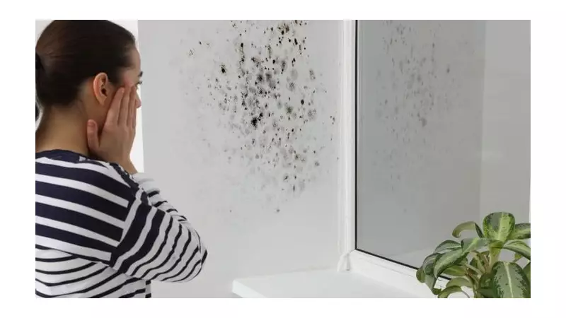 Damp and Mould: Act Early to Protect Your Home and Health