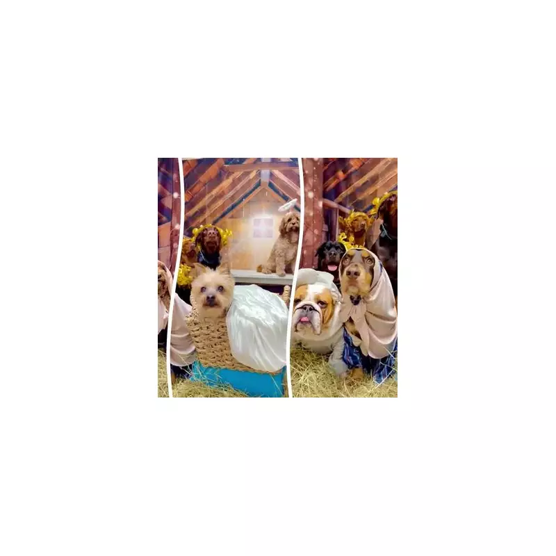 Dog Nativity Scene in Failsworth Brings Festive Cheer with Costumed Pooches