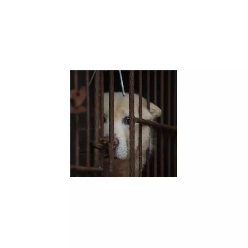 England's 'Biggest' Animal Welfare Crackdown Targets Puppy Farms & Dog Attacks