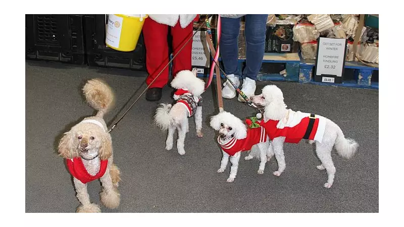 Festive 'Pomereindeers' Join Santa's Charity Collection in Rhyl