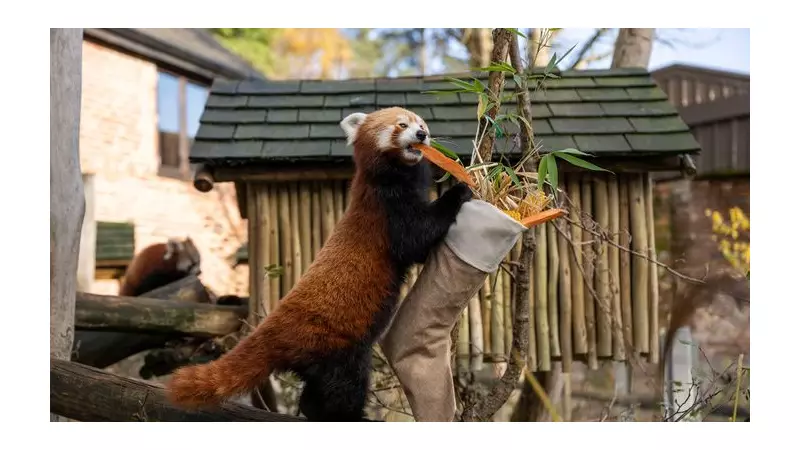 First Christmas for Tiger and Red Panda Cubs at West Midlands Safari Park