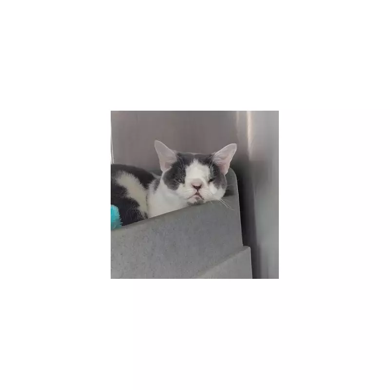 Flea-Ridden Cat with Nose Deformity Rescued from Wolverhampton Home