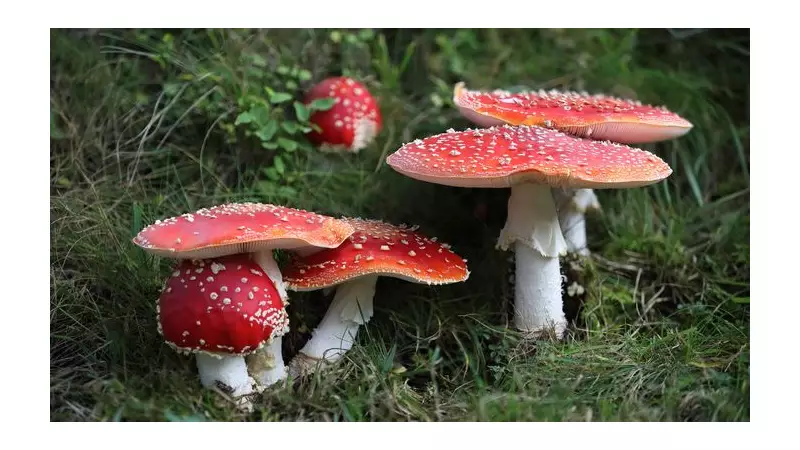 Garden Mushroom Searches Surge 153%: How to Identify & Remove 6 Toxic Fungi