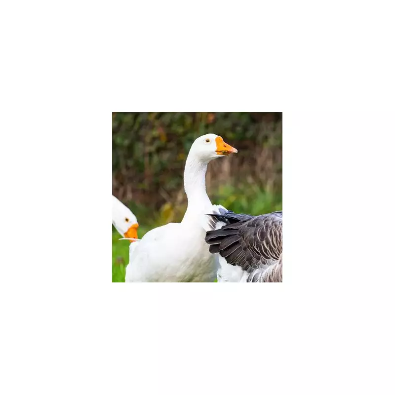 Geese Stolen from Newport Park Feared Taken for Christmas Dinner