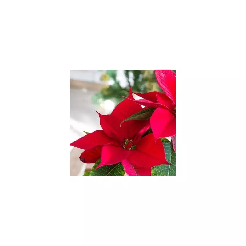 Make Your Poinsettia Bloom Again Next Christmas With One Monthly Task