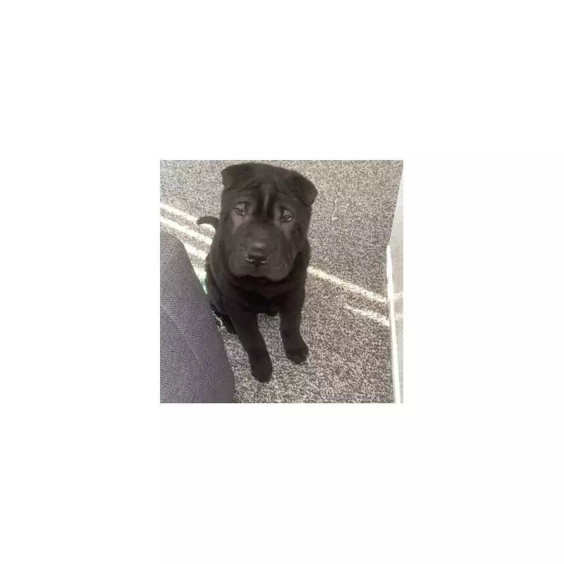 Man jailed for 18 months after stabbing seven-month-old puppy to death