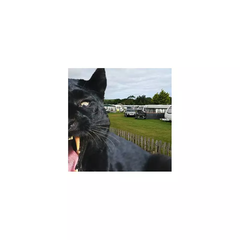 Mysterious 'Big Cat' Caught on CCTV in Malvern Driveway