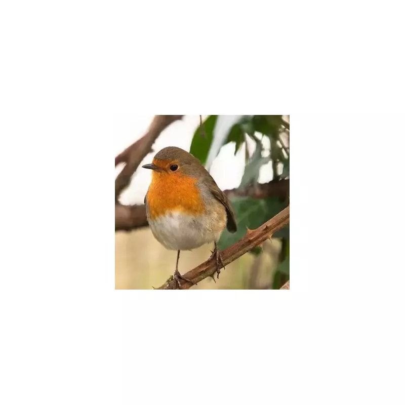 Owl Hoots Cause Robins to Eat Less on Migration, Study Finds