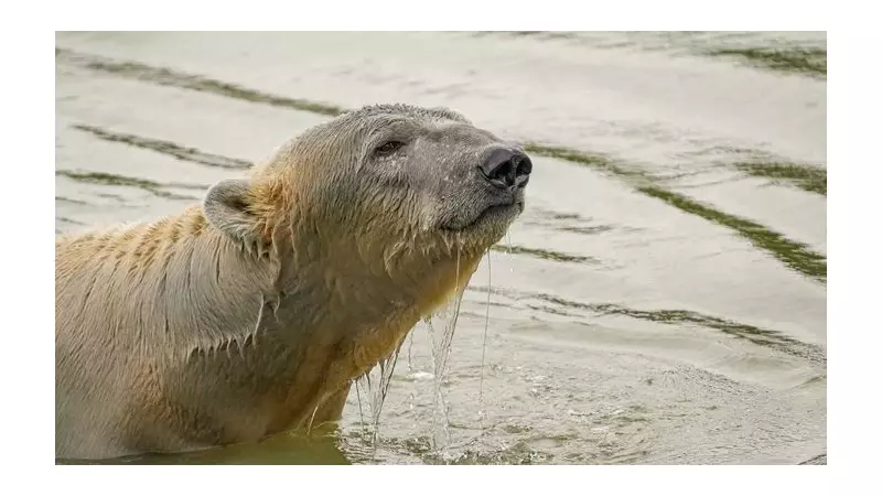Polar Bear Brodie Arrives at Yorkshire Wildlife Park for Brotherly Reunion