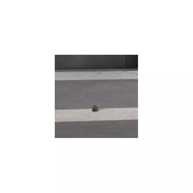 Rat filmed scurrying across Birmingham New Street station concourse