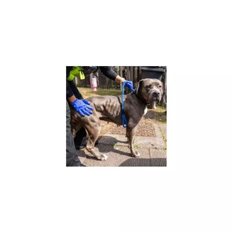 Rescued Cane Corso Bella Seeks Forever Home After Birmingham Drugs Den Ordeal