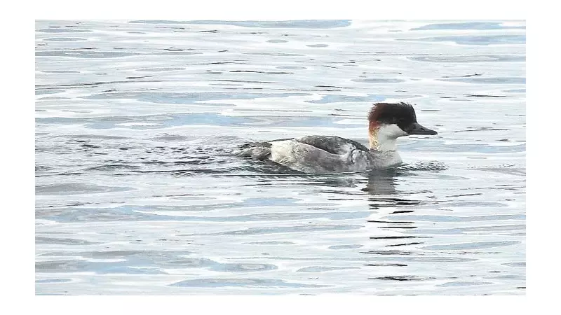 Sefton Coast's Winter Wildlife: Smew Duck & Blooming Flowers Defy Season