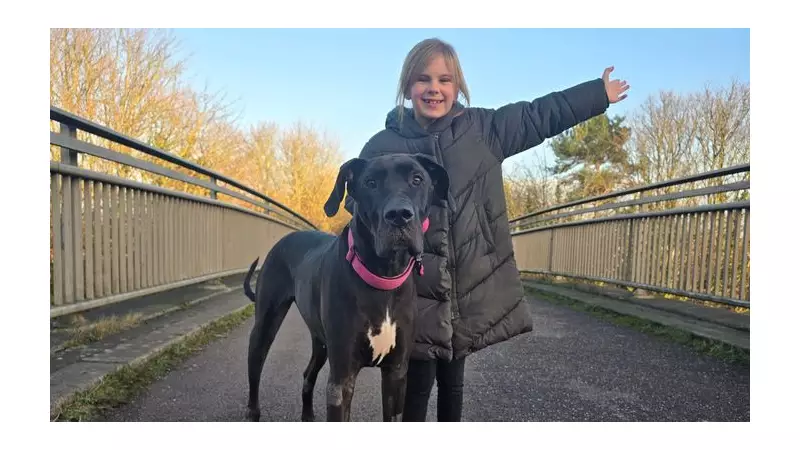 Somerset Girl & Her Great Dane Inspire 2026 Dog Walk Charity Challenge