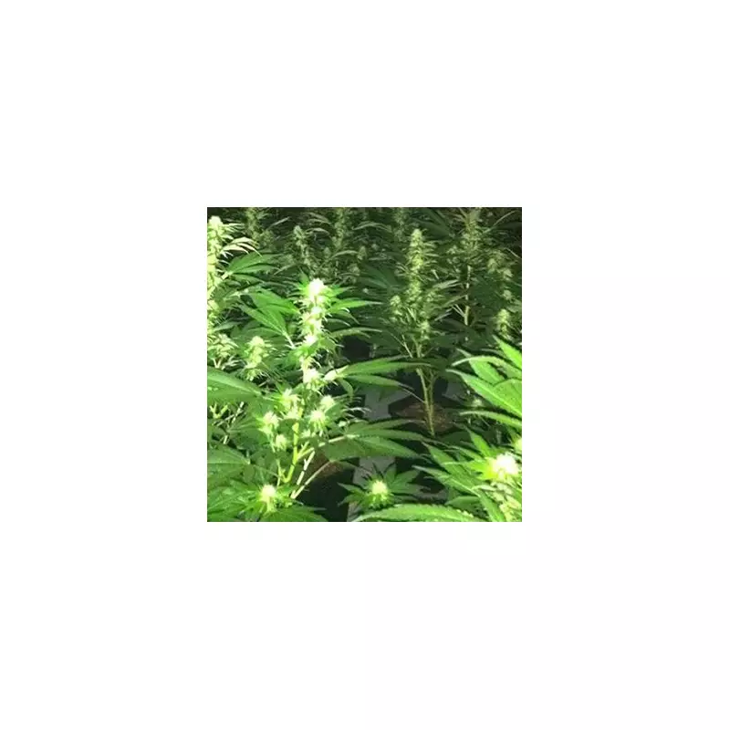 Tipton Drugs Den Raid: 200 Cannabis Plants Seized, 37-Year-Old Man Arrested