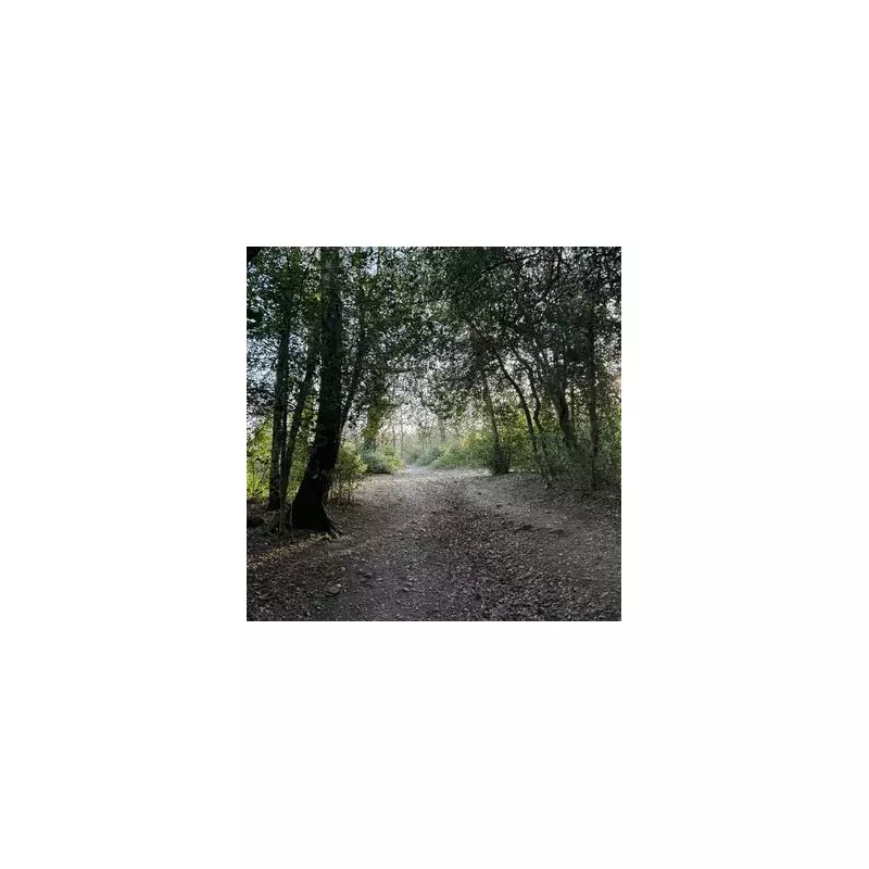 Tories Pledge to Revive 'Dying' Sutton Park with Trust and Free Parking