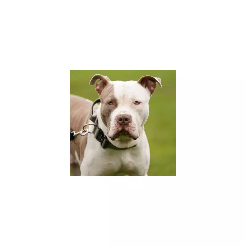 Toy Poodle Mauled to Death by XL Bully in Leicester Street Attack