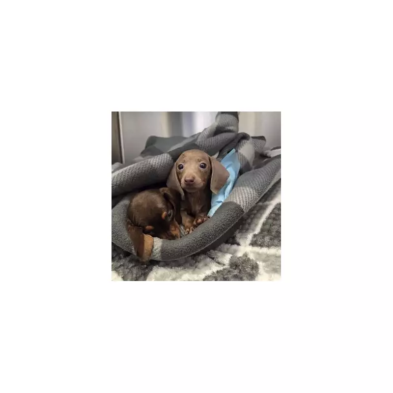 Two Dachshund Puppies Die After Being Dumped in Rain-Soaked Box on Towpath