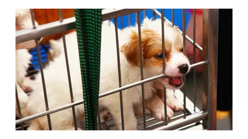 UK Bans Puppy Smuggling: New Law Cracks Down on Illegal Pet Imports