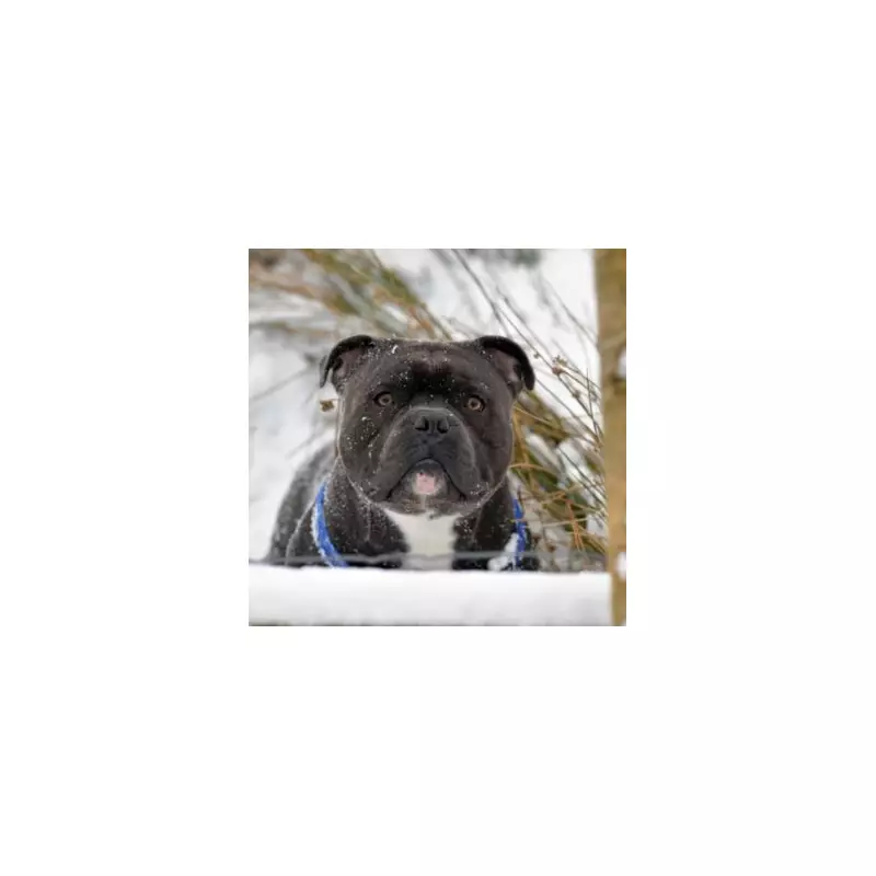 UK Braces for -2C Christmas Snow Storm as Three English Counties Face Worst