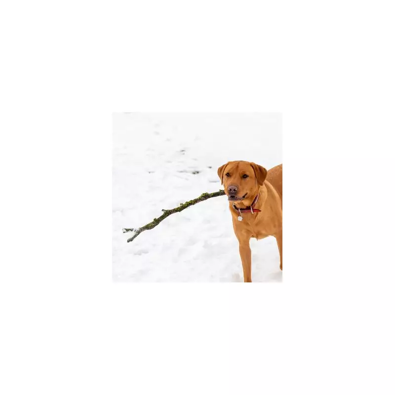 UK Christmas Day Blizzards: -1C Temperatures and Snow Forecast