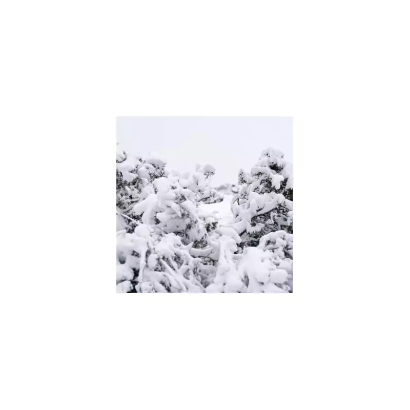 UK Snow Alert: 21-Hour Barrage Set for December 15, Exact Start Time Revealed