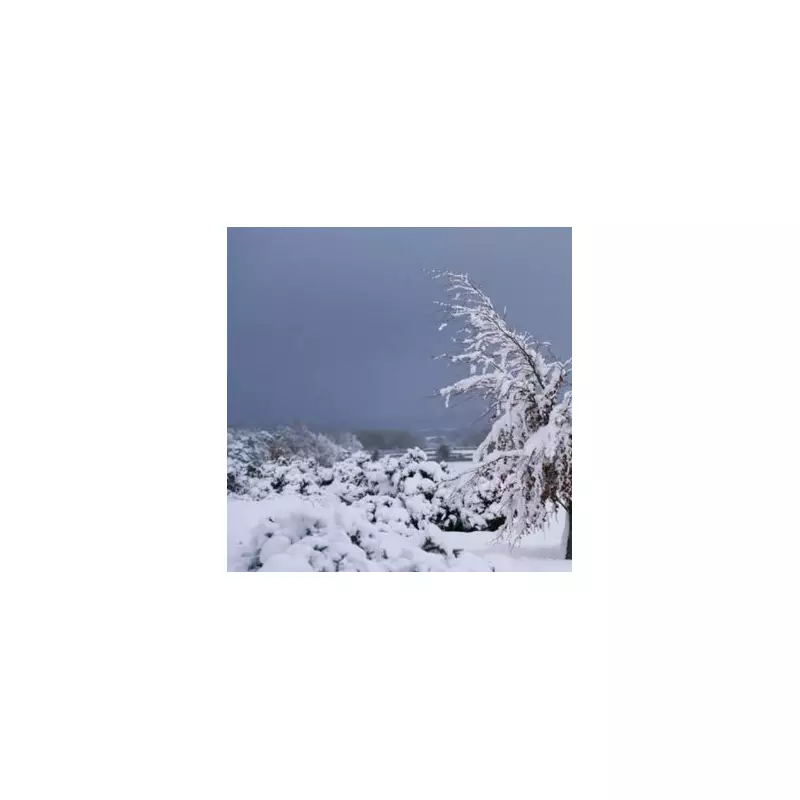 UK Snow Bomb: 3 Inches Forecast, 29 English Counties Spared