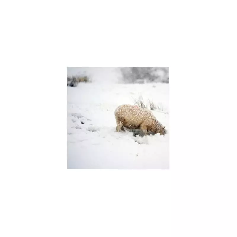 UK Snow Bomb Expands to 330 Miles: Exact Hour Flurries Start Announced