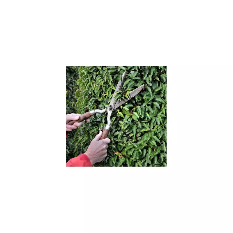 UK's 'Winter of Rats' Warning: Essential Garden Tasks to Deter Rodents