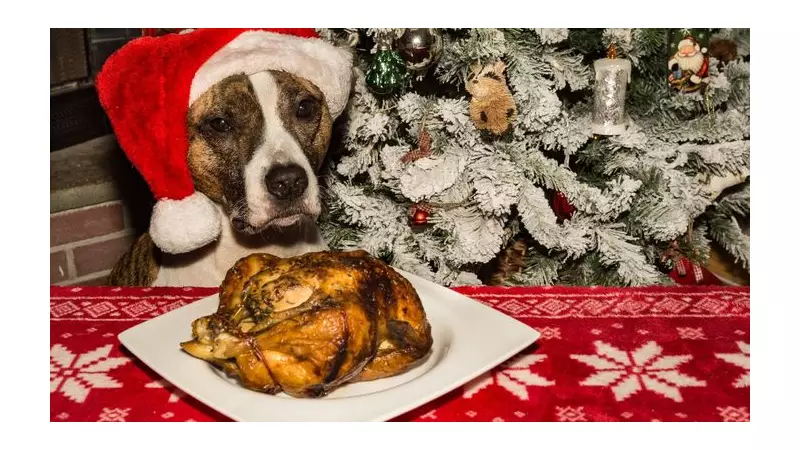 Vet Alert: 5 Festive Foods That Could Harm Your Pet This Christmas