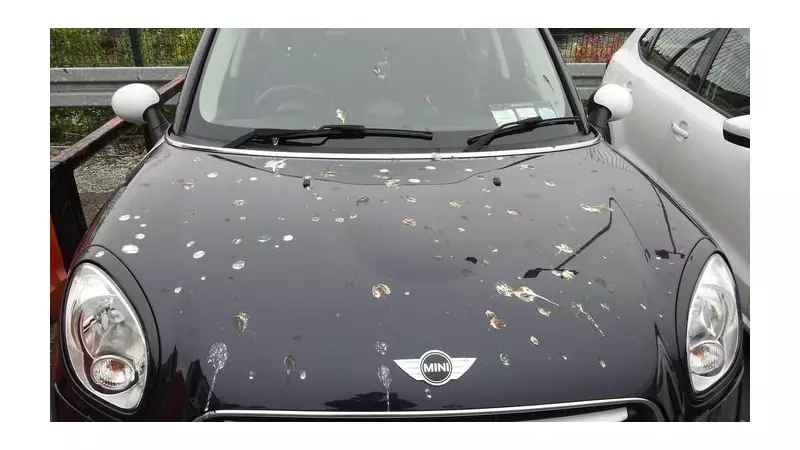 Vinegar Solution: Stop Bird Droppings Damaging Your Car Paint
