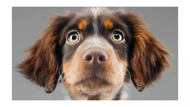 Why Dogs Stare at Nothing: Vet Explains the Science Behind Spooky Behaviour