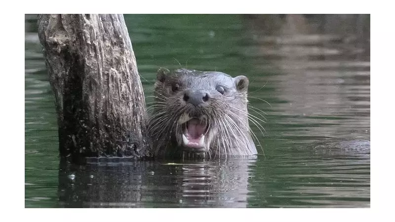 Yorkshire Wildlife Trust's Remarkable Year: Otters, Orchids & Oysters