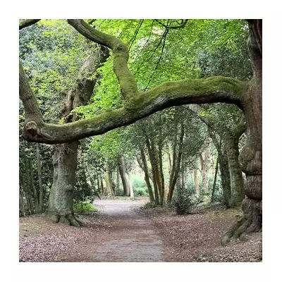 Birmingham's Final Sunday of 2025: Mild but Damp with 11C High