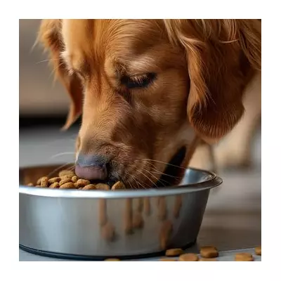 Dog Expert's Urgent Winter Warning: Hidden Dangers That Can Kill Pets