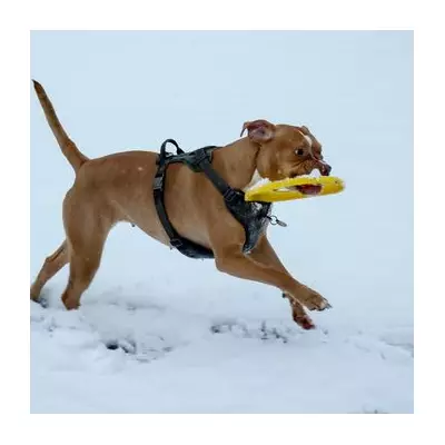 Met Office Forecast: Dry and Cold Christmas Day 2025, Snow Unlikely