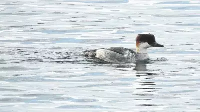 Sefton Coast's Winter Wildlife: Smew Duck & Blooming Flowers Defy Season