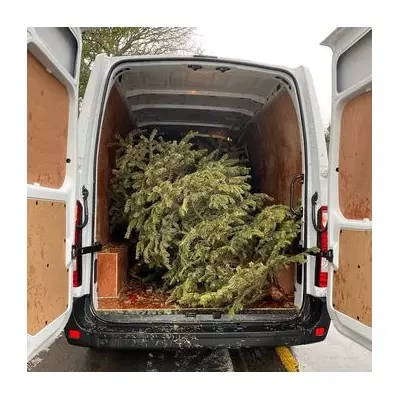 Solihull's 3 Ways to Recycle Your Real Christmas Tree in 2025