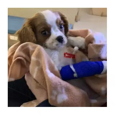 UK Government Unveils Sweeping Animal Welfare Reforms, Bans Puppy Farms