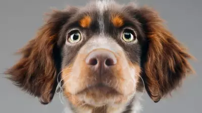 Why Dogs Stare at Nothing: Vet Explains the Science Behind Spooky Behaviour