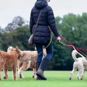 12 Best Dog Walks in Birmingham: Top Spots for Your Pooch